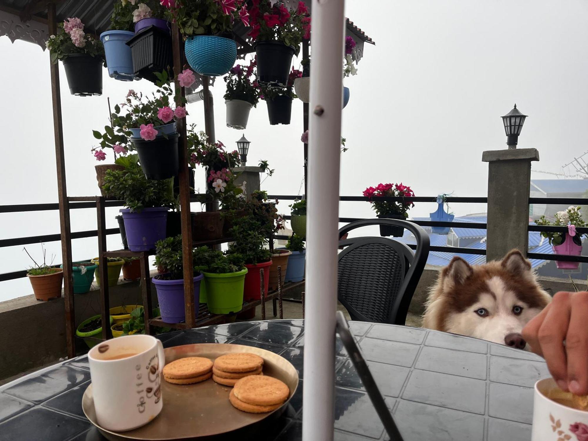 Shalom Inn Home Stay ダージリン エクステリア 写真